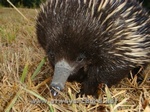Wildlife Shelter