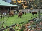 Alpacas For Sale