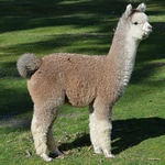 Alpacas Products